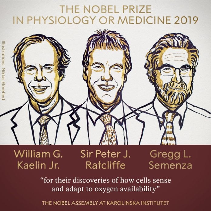 Nobel Prize in Medicine 2019 Awarded for Research on How Cells Manage Oxygen