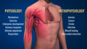 Nobel Prize in Medicine 2019