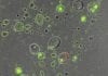 Tiny Water Droplets Helps Bacteria Survive Daytime Dryness On Leaves! Bacterial Survival In Dry Condition
