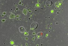 Bacterial Survival In Dry Condition