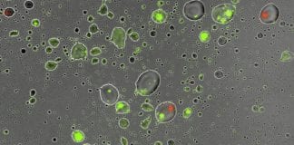 Bacterial Survival In Dry Condition
