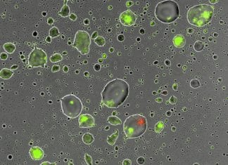 Tiny Water Droplets Helps Bacteria Survive Daytime Dryness On Leaves! Bacterial Survival In Dry Condition