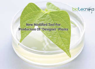 A Newly Modified Genetic Tool For Production Of “Designer” Plants A Newly Modified Tool For Production Of "Designer" Plants