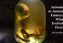 Animals or Animal Embryos, What Evolved First? Animals or Animal Embryos, What Evolved First?