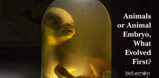 Animals or Animal Embryos, What Evolved First?