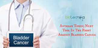 Anthrax-toxin to kill bladder cancer