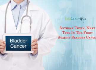 Anthrax Could Offer Next Frontier Of Bladder Cancer Treatment Anthrax-toxin to kill bladder cancer