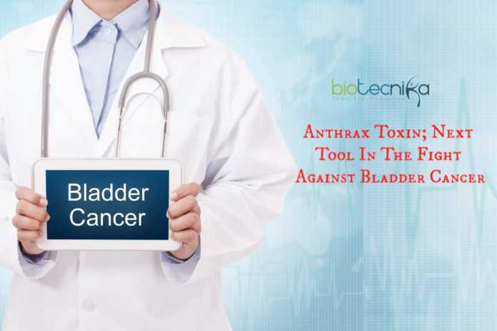 Anthrax-toxin to kill bladder cancer