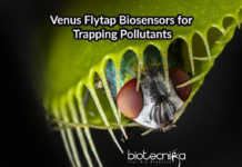 Pigment Based “Venus Flytrap” for Trapping Pollutants Biosensors For Trapping Pollutants | Re-engineered Porphyrin Biosensors