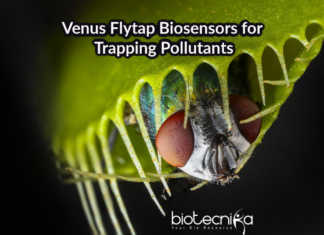 Pigment Based “Venus Flytrap” for Trapping Pollutants Biosensors For Trapping Pollutants | Re-engineered Porphyrin Biosensors