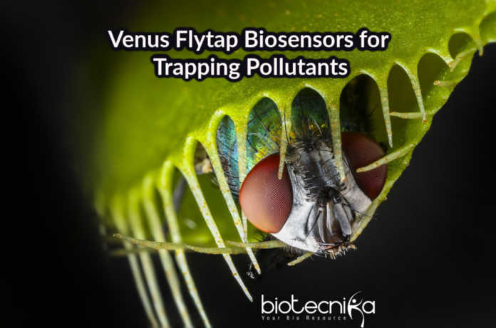 Biosensors For Trapping Pollutants | Re-engineered Porphyrin Biosensors