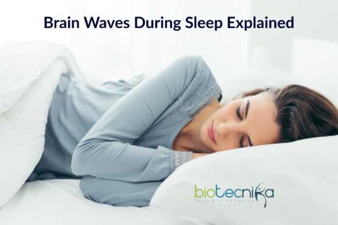 Brain waves during sleep, Sleep Brain waves, Micro-earthquakes in Brain, Brain waves in sleep