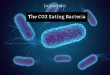 CO2 Eating Bacteria Is Here And It Promises To Save The World From Global Warming! CO2 Eating Bacteria