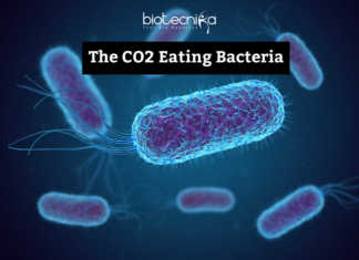 CO2 Eating Bacteria Is Here And It Promises To Save The World From Global Warming! CO2 Eating Bacteria
