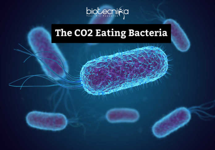 CO2 Eating Bacteria