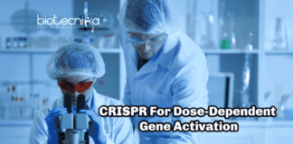 CRISPR For Dose-Dependent Gene Activation