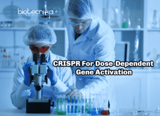 Scientists Use CRISPR For Dose-Dependent Gene Activation CRISPR For Dose-Dependent Gene Activation