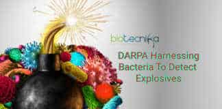 DARPA bacteria detect bombs