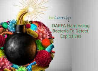 DARPA Developing Microscopic Bomb Detector; Bacteria That Detects Explosives! DARPA bacteria detect bombs