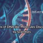 DNA Like Molecules