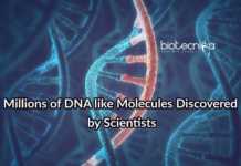 Scientists Discover Millions of Other DNA-Like Molecules DNA Like Molecules