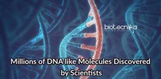 DNA Like Molecules