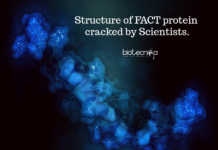 For the First Time in Many Years, Scientists Decode DNA’s Chaperone Protein Structure DNA's chaperone: FACT Protein, Its Structure Finally Decoded.