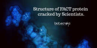 DNA's chaperone: FACT Protein, Its Structure Finally Decoded.