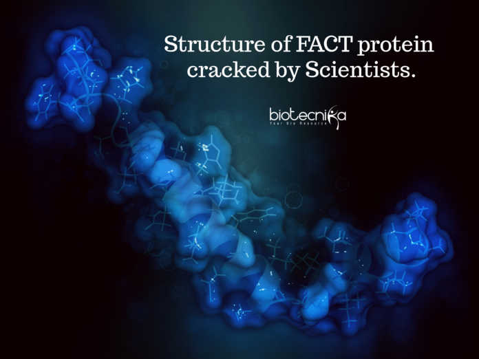 DNA's chaperone: FACT Protein, Its Structure Finally Decoded.
