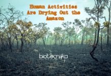 Human Activities Drying Out Amazon For Past 20 Years: NASA Study Human Activities Are Drying Out The Amazon (