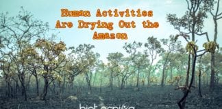 Human Activities Are Drying Out The Amazon (