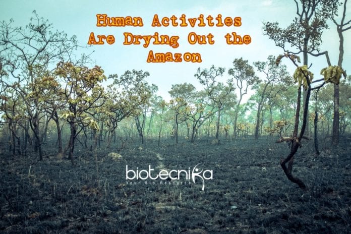 Human Activities Are Drying Out The Amazon (