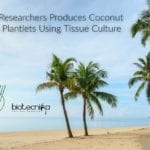 ICAR CPCRI's Coconut Plants