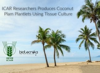 ICAR-CPCRI Develops Coconut Palm Plantlets Using Tissue Culture ICAR CPCRI's Coconut Plants