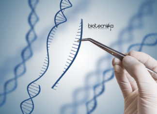 ICMR Gene Therapy Research Projects Targeting Human Disease ICMR Gene Therapy Research