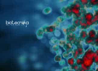 Immunity Body Shield Discovered By University of Bristol Scientists Immunity Body Shield Discovered By University of Bristol Scientists