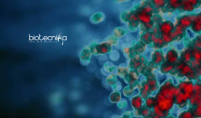 Immunity Body Shield Discovered By University of Bristol Scientists