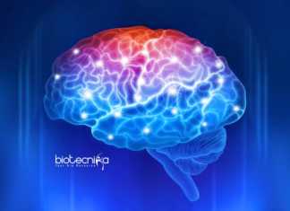 JNCASR Neuroscience Unit Faculty Fellow / Assistant Professor Recruitment JNCASR Neuroscience Unit Faculty