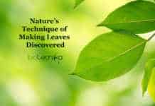 Nature’s Technique of Making Leaves Unraveled Leaf Shape Mechanism Discovery, decodes the diversity in leaf shapes