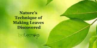 Leaf Shape Mechanism Discovery, decodes the diversity in leaf shapes