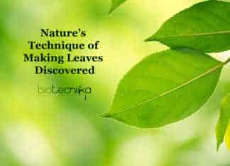 Nature’s Technique of Making Leaves Unraveled Leaf Shape Mechanism Discovery, decodes the diversity in leaf shapes