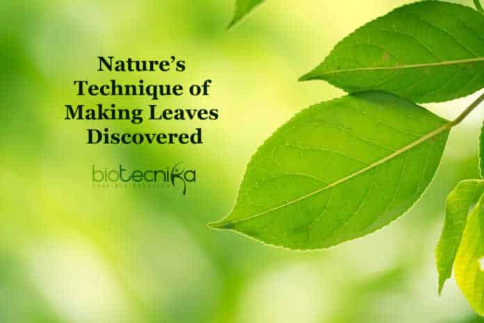 Leaf Shape Mechanism Discovery, decodes the diversity in leaf shapes