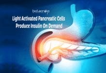 Researchers Engineer Light Activated Pancreatic Cells To Produce Insulin On Demand Light activated pancreatic cells
