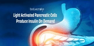 Light activated pancreatic cells
