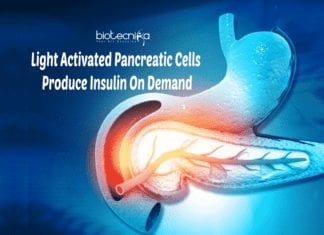 Researchers Engineer Light Activated Pancreatic Cells To Produce Insulin On Demand Light activated pancreatic cells