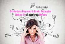 Getting Mood Swings? Scientists Say This Brain Receptor Is Responsible! Mood Altering Brain Receptor
