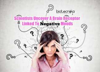 Getting Mood Swings? Scientists Say This Brain Receptor Is Responsible! Mood Altering Brain Receptor