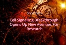 Cell Signalling Breakthrough Opens Up New Avenues For Research New Research on Cell signalling