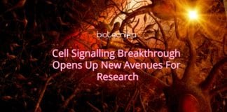 New Research on Cell signalling