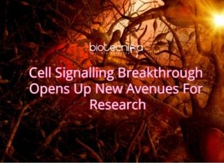Cell Signalling Breakthrough Opens Up New Avenues For Research New Research on Cell signalling